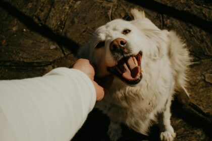 Professora da UMC alerta: envelhecimento de pets requer acompanhamento e cuidado preventivo